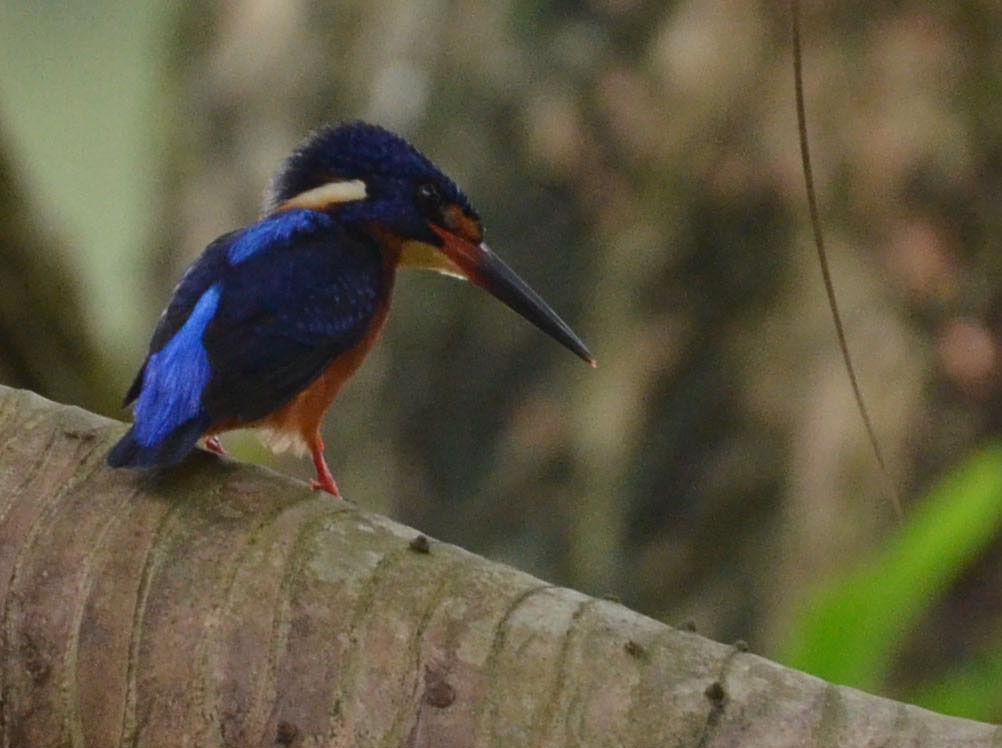 Blue-Eared Kingfisher