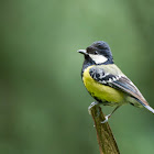 Green-backed tit