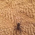 Tigrosa Wolf Spider