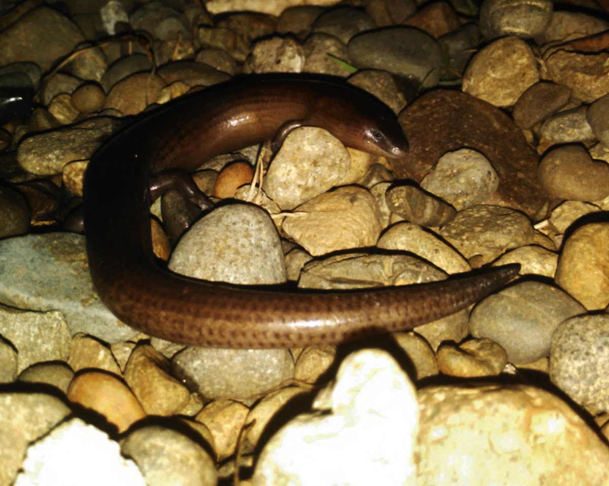 Three-fingered Short-legged Skink