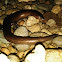 Three-fingered Short-legged Skink