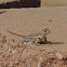 Desert Spiny Lizard