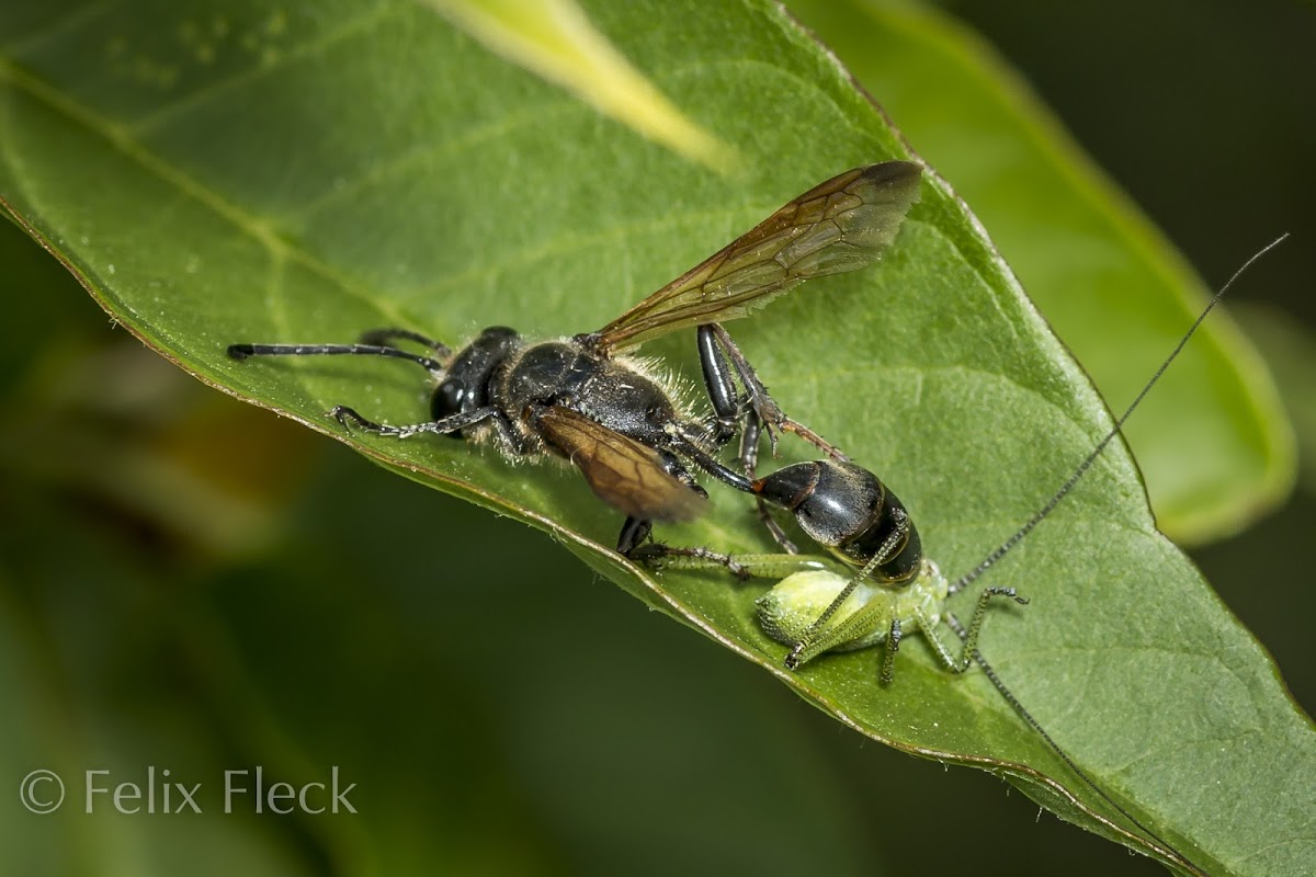 Grass-carrying Wasp