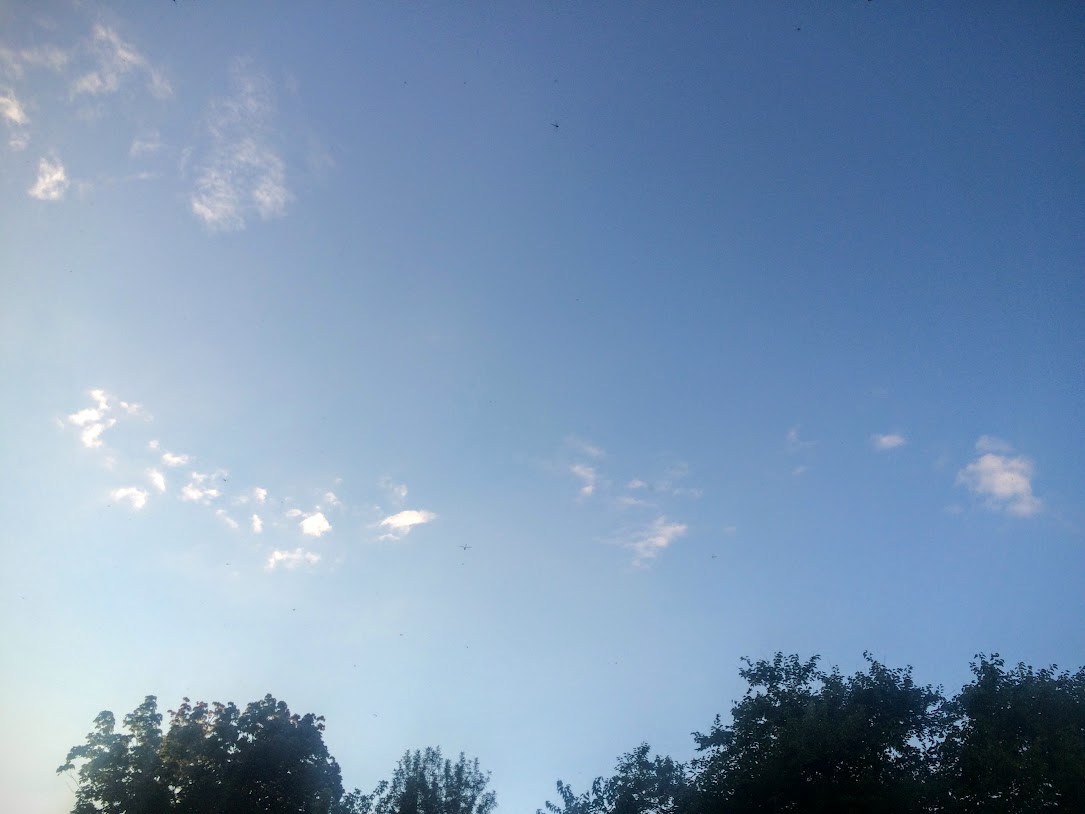 Hard to see here, but later on Saturday while sitting outback of Ashley's house, the sky was absolutely filled by hundreds and hundreds of Dragon Flies. They are one block off of Lake Michigan, so don't know if there was a hatch neat the lake or what, but I'd never seen anything like it.