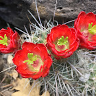 Claret Cup Cactus