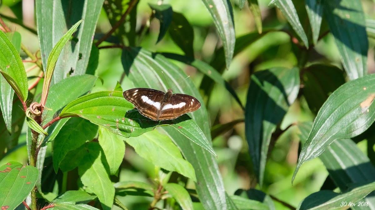 Athyma selenophora 新月帶蛺蝶