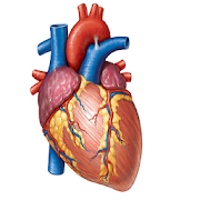 Cardiology Mnemonics, History Taking & Examination  Icon