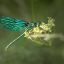 Green dragonfly