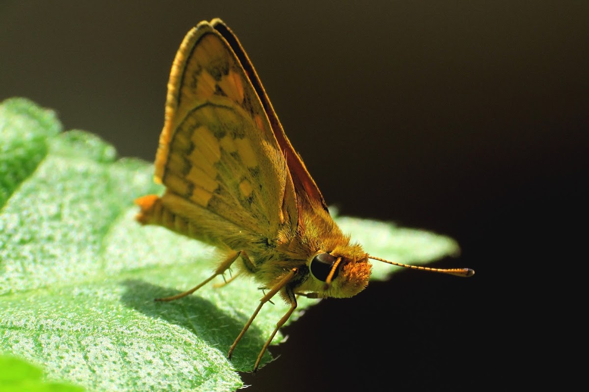 Luzon Grass Dart