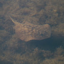 Round stingray