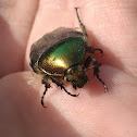 Rose Chafer