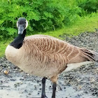 Canada goose