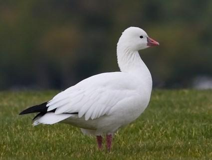 Android application Snow Goose Game Call screenshort