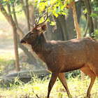 Sambar Deer