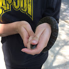 Northern Watersnake