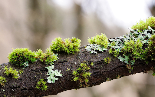 Moss on the tree