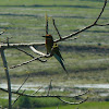 Chestnut-headed bee-eater