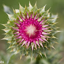 Thistle