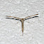 Morning-glory Plume Moth