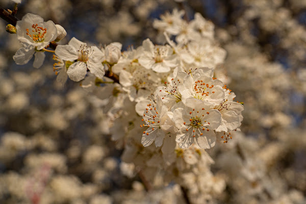 la primavera danza... di claudio_