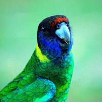 Parrot di 