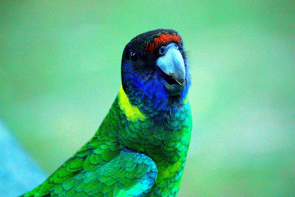 Parrot di giuliavisenzi