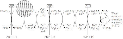 Solution Image