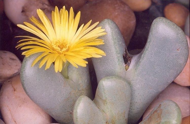 A flowering cynophytum plant.