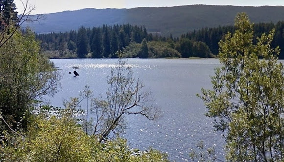 A pequena árvore do lago das fadas