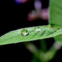 Foglia di Salvia di 