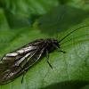 Alderfly