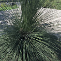 mexican grass tree