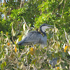 Black-headed Heron