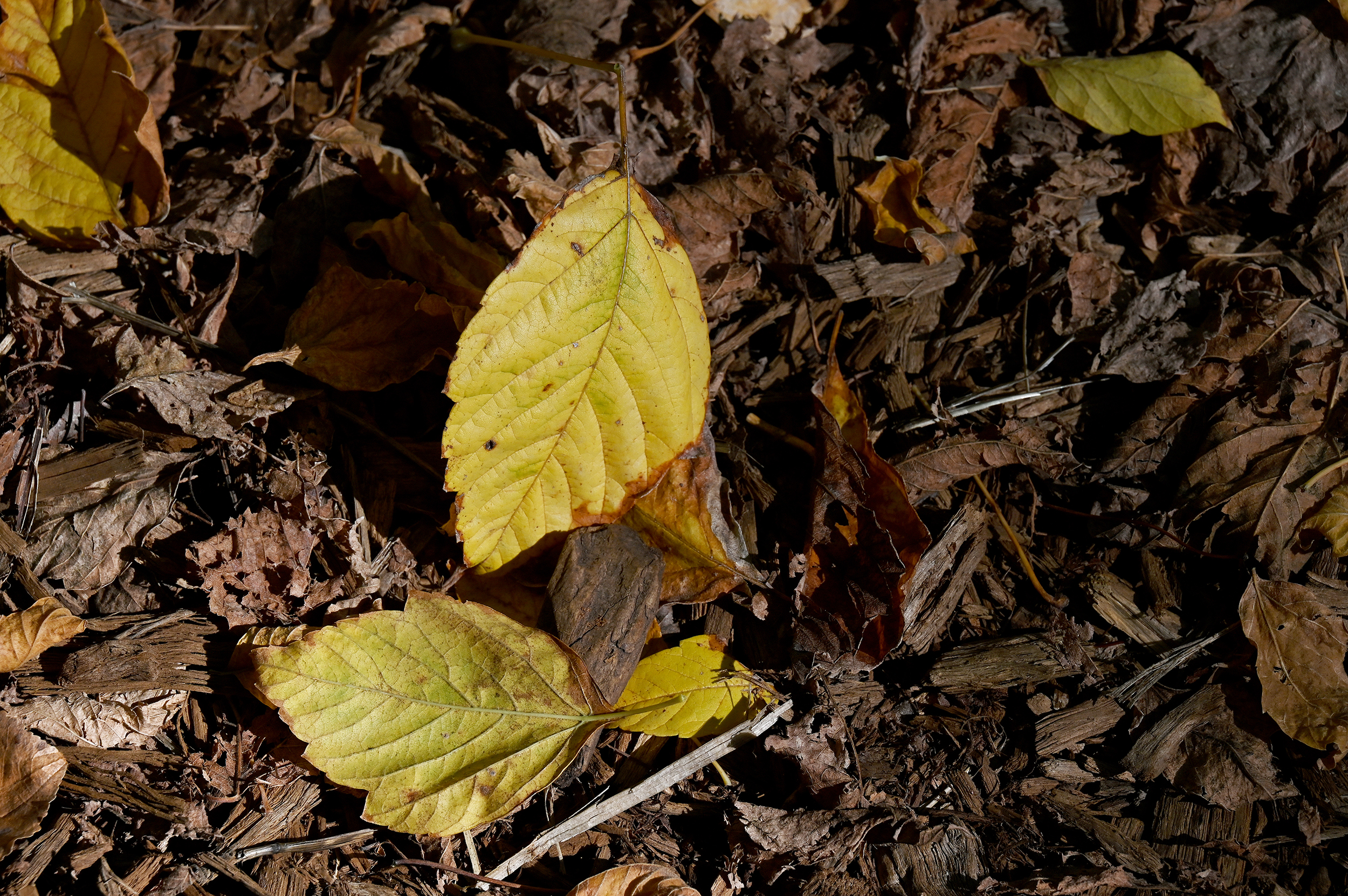 giallo d'autunno di renataco58