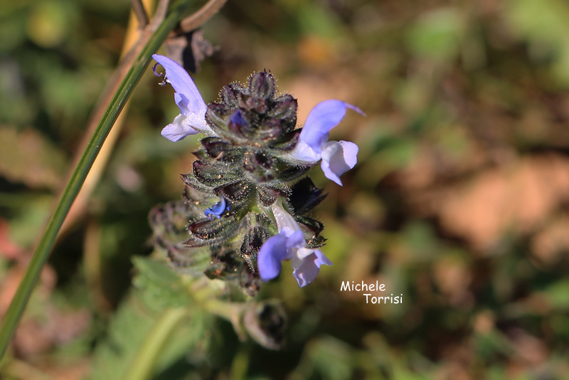 Salvia clandestina