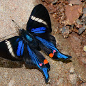 Periander Swordtail Butterfly