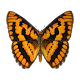 Arctic Butterfly Download on Windows