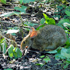 swamp rabbit