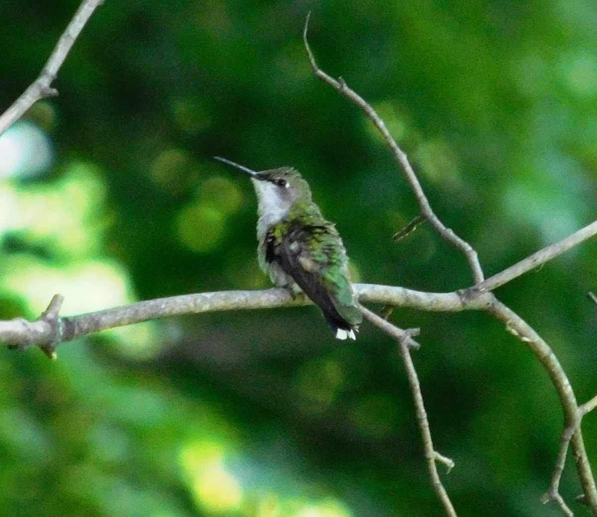 Ruby-throated Hummingbird