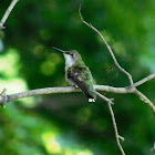 Ruby-throated Hummingbird