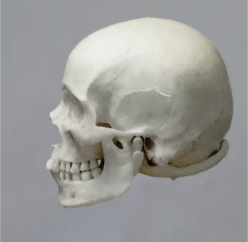 Skull 15