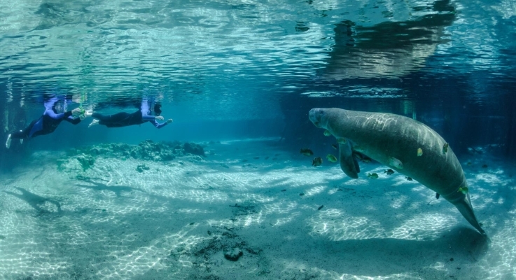 Swim with Manatees