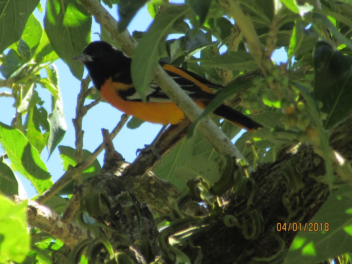 Baltimore Oriole