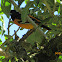 Baltimore Oriole