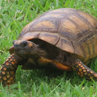 Yellow-footed Tortoise