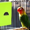 miniatures image - 0