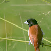 TRICOLORED MUNIA / BLACK HEADED MUNIA