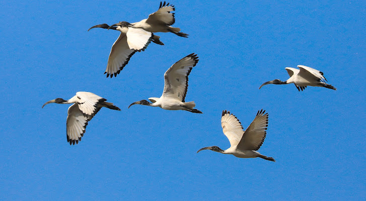 Ibis in volo di alber52