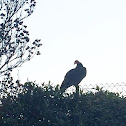 Turkey Vulture