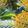 Blue Dacnis